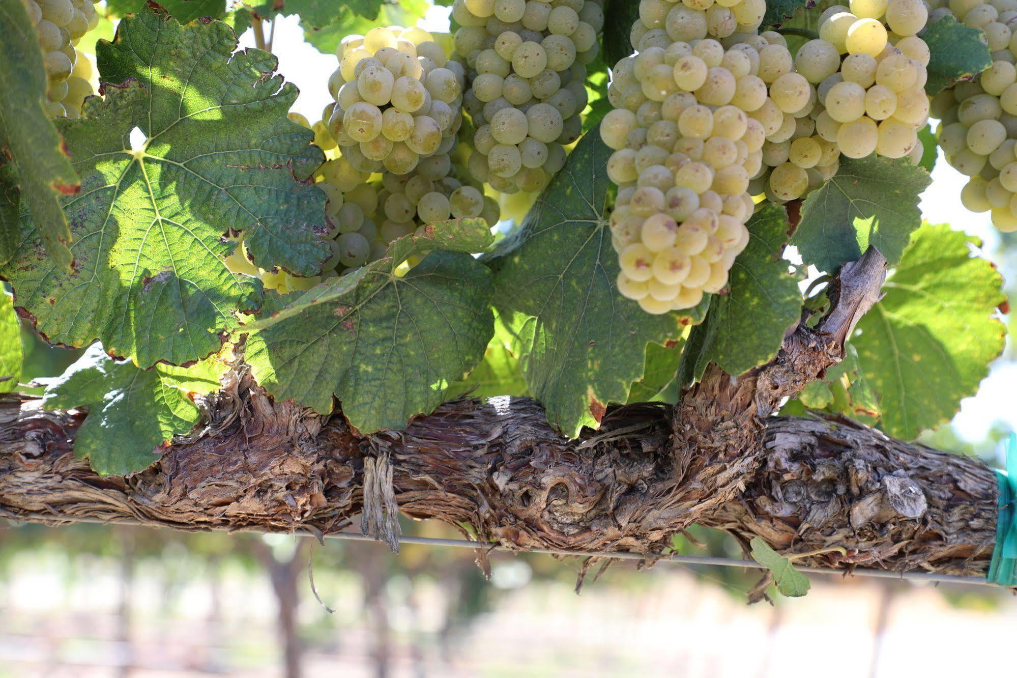 Carter Estate Winery And Resort Темекула Екстериор снимка
